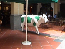 Shamrock Cow?